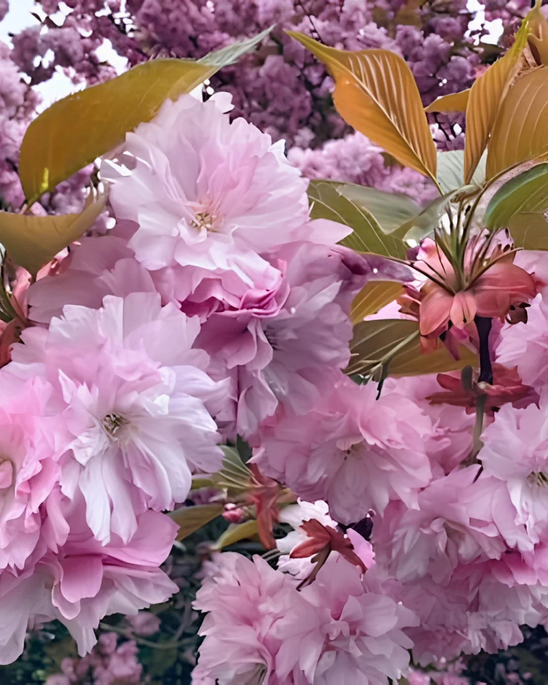Frische Baumblüte als Symbol für Entfaltung und Potenzial