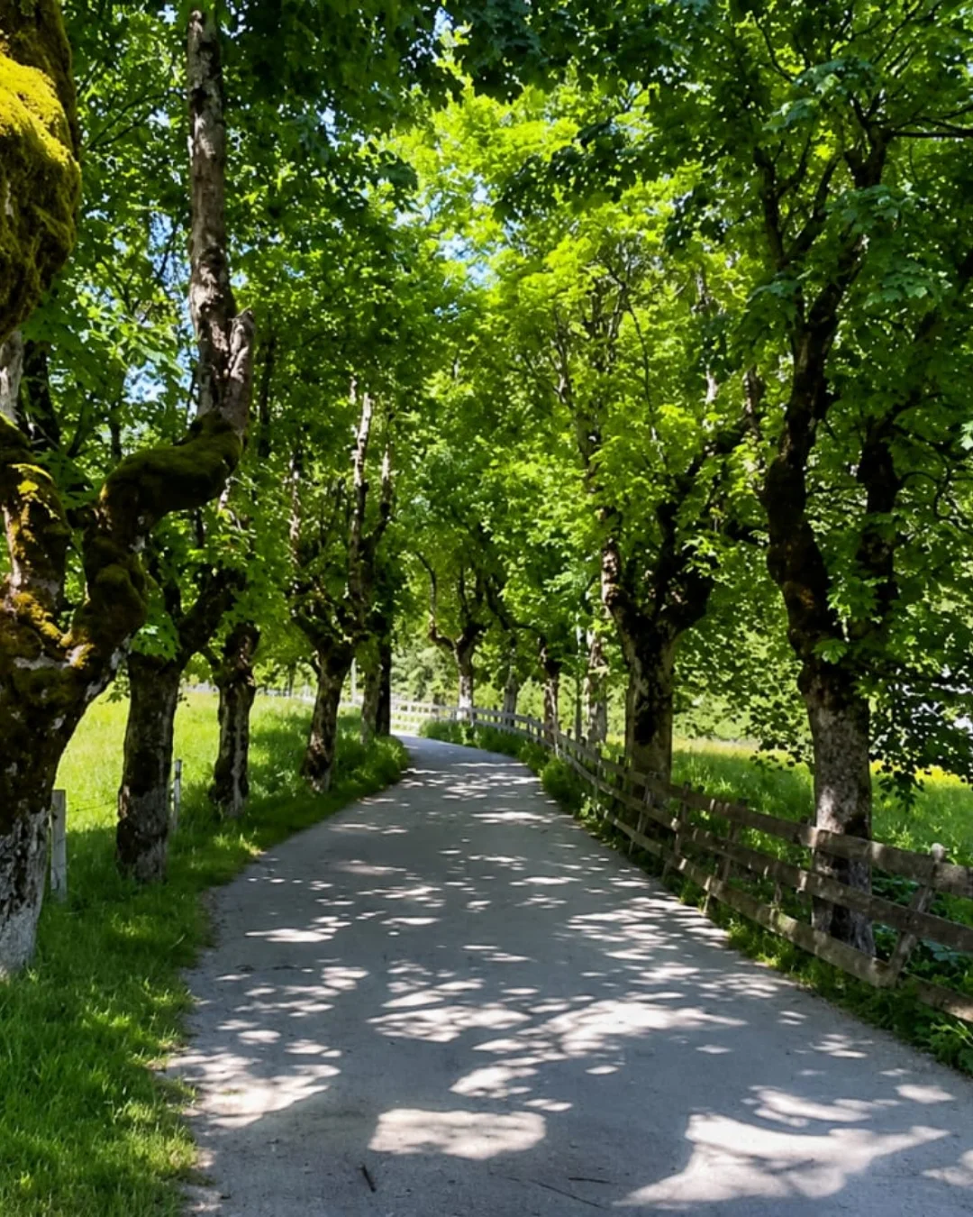 Dichter Waldweg als Symbol für den Lebensweg und Kraftquelle Natur